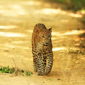 In the field with Sri Lanka’s pioneering leopard researchers